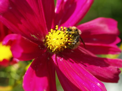 Cosmos with Bumble Bee