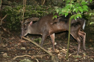Deer