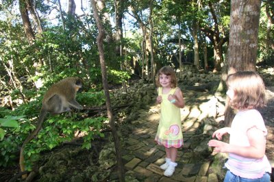 Friendly Monkey