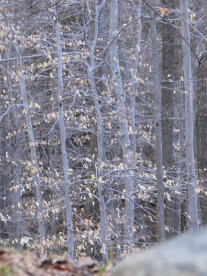 ir-110308_17-34_1177P.jpg