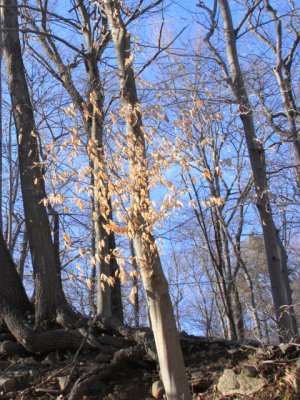 ir-110329_17-24_1547P.jpg