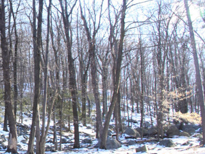 ir-110329_17-33_1551L.jpg
