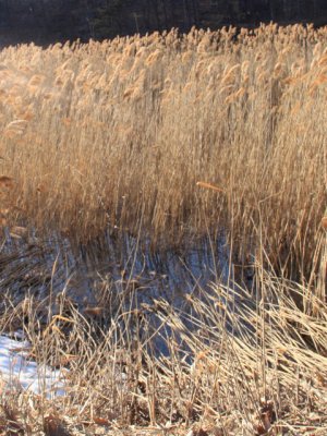 ir-110329_17-47_1570P.jpg