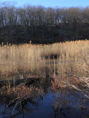 ir-110329_17-55_1578P.jpg