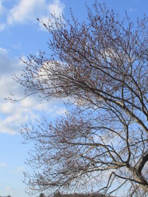 ir-110414_18-03_1933P.jpg