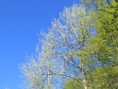 ir-110509__2523_17-18L.jpg