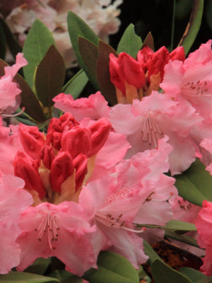 ir-110511_12-22_2623P.jpg