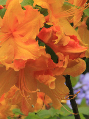 ir-110511_12-23_2625P.jpg