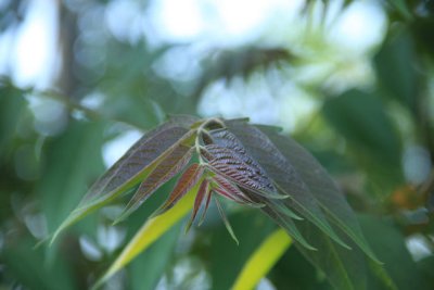 ir-110531__3796_17-17.jpg