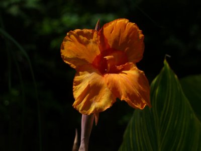 ir-P1020716.jpg