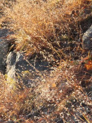 ir-111108__7376_16-45P.jpg