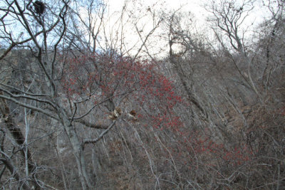 ir-120102__9169_15-47.jpg