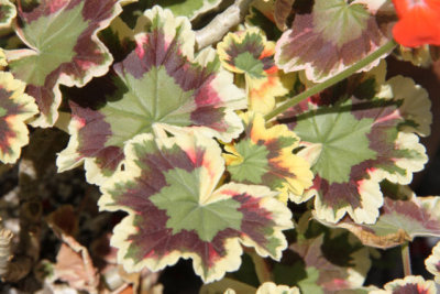 ir-120417__1576_14-20.jpg