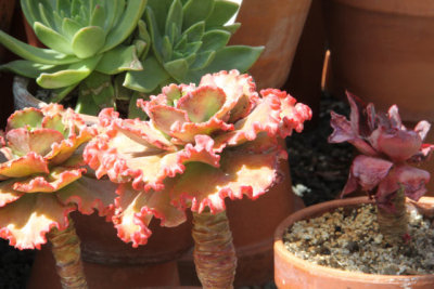 ir-120417__1585_14-23P.jpg