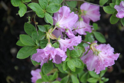 ir-120510__1743_12-17L.jpg