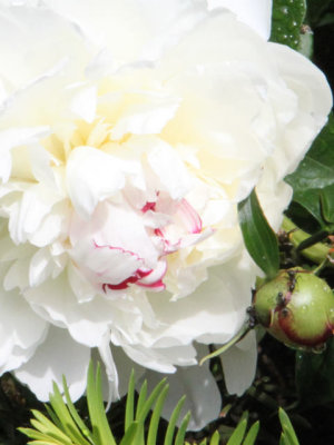 Peonies Blossomed