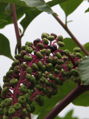 ir-120731__3730_12-25P.jpg