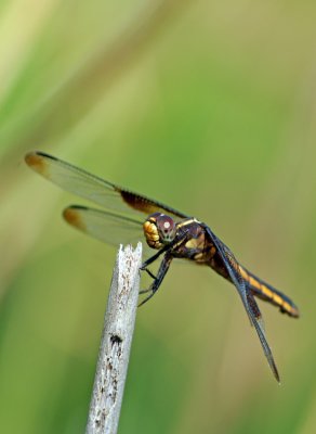 g4/83/606383/3/133580053.RACLxPtR.jpg