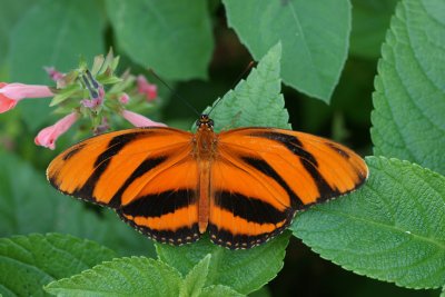 Banded Orange Heliconian Butterfly 