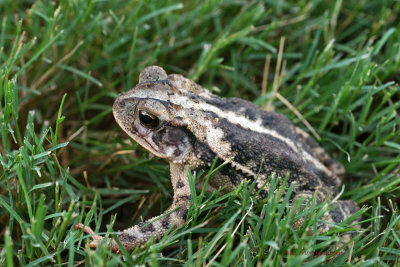 Gulf Coast Toad 