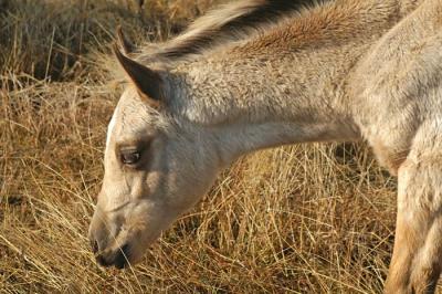 Horses