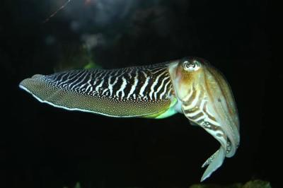  Cuttle Fish