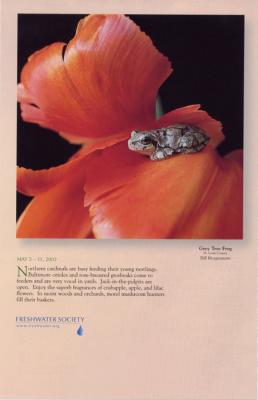 Gray Tree Frog - Minnesota Weatherguide Calendar