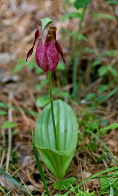 Stemless Lady's-slipper