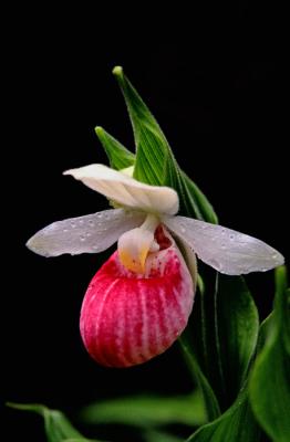 Showy Lady's-slipper