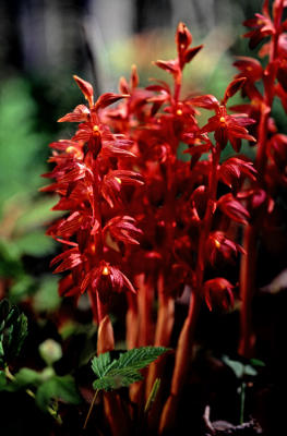 Stripped Coral-root