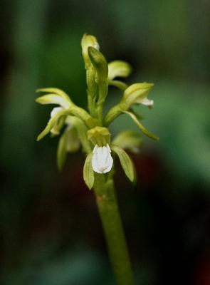 Early Coral-root