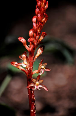 Spotted Coral-root