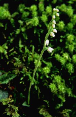 Lesser Rattlesnake Plantain