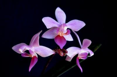 Phalaenopsis equestris