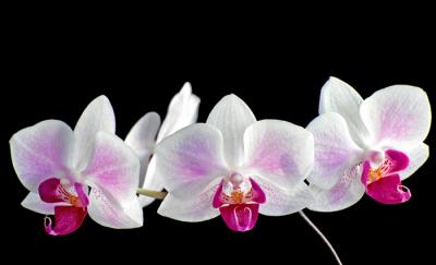 Phalaenopsis  Hybrid - Mauve and White