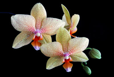 Phalaenopsis Hybrid - Spotted Moon