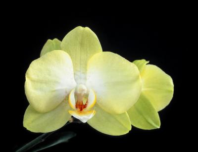 Phalaenopsis Hybrid - Light Yellow