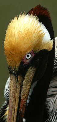 Pelican's View