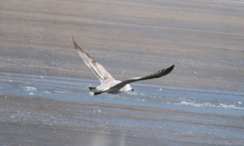 Mystery Gull Y 02222011 Larimer CO nk 03.JPG