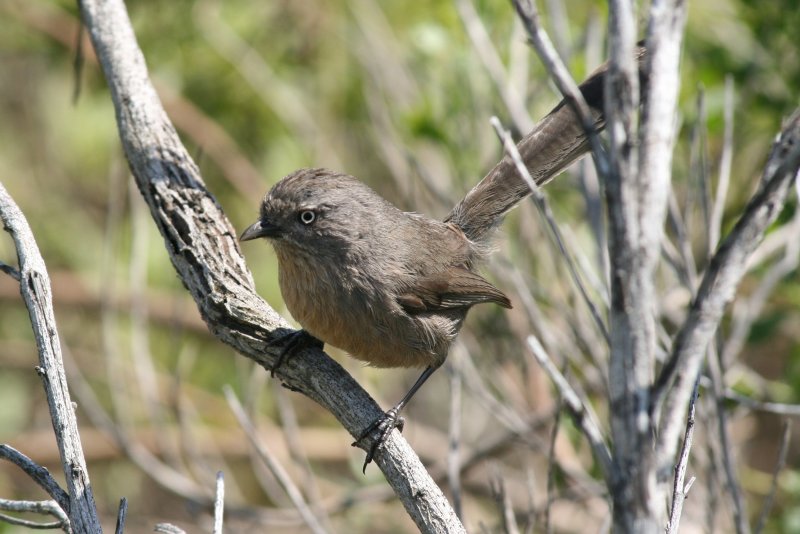 Sylviidae (Wrentit)