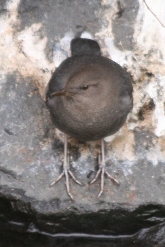 Cinclidae (American Dipper)