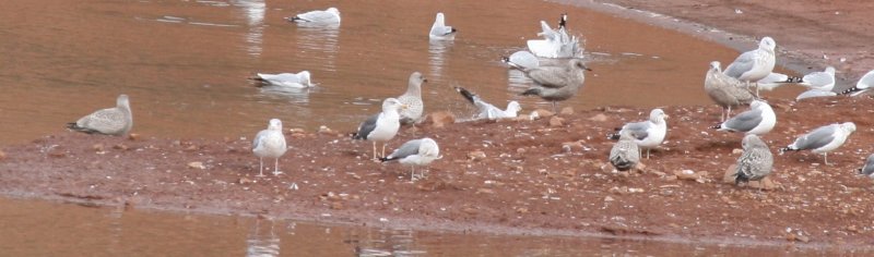 Gulls at Horsetooth Reservoir 11 November 2011