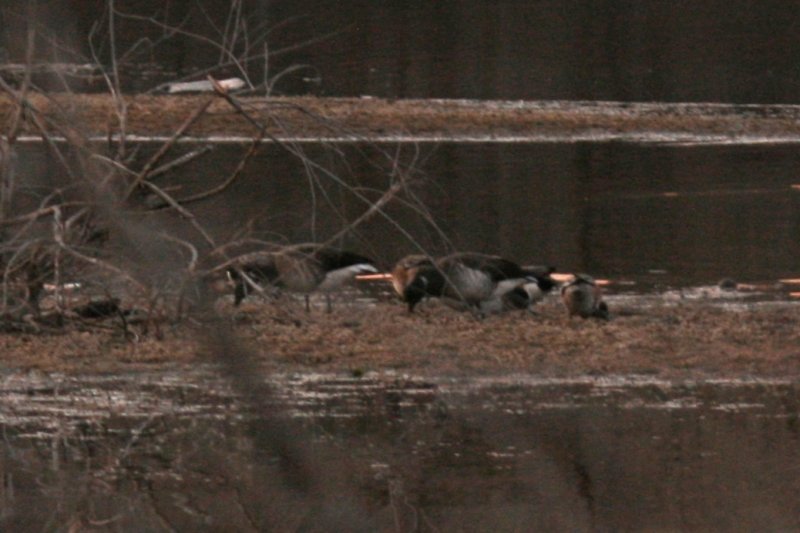 Atlantic Brant at Chatfield State Park, Jefferson County, Colorado, 30 Nov 2011