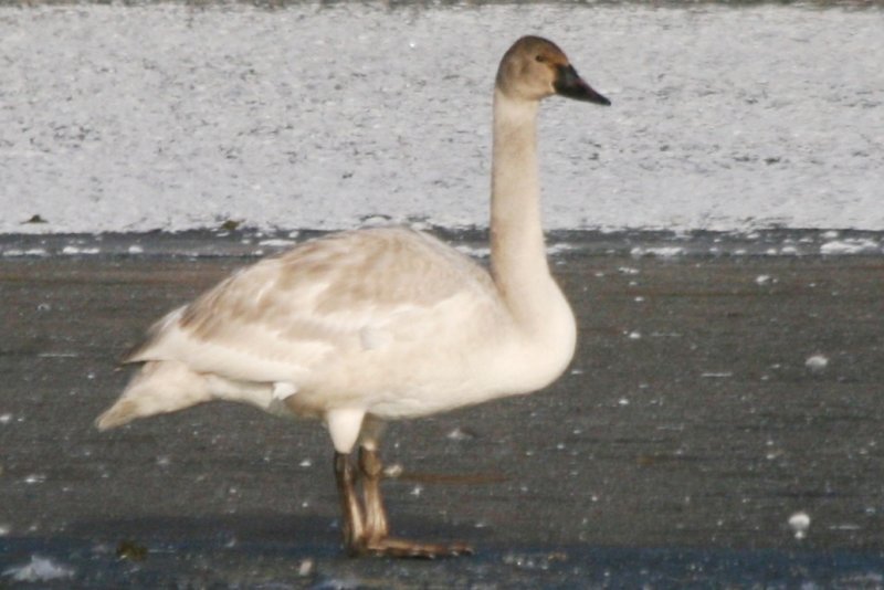 Trumpeter Swan in Larimer County,Nov - Dec 2011