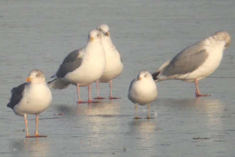 Mystery Gull AC Possible Vega Gull adult