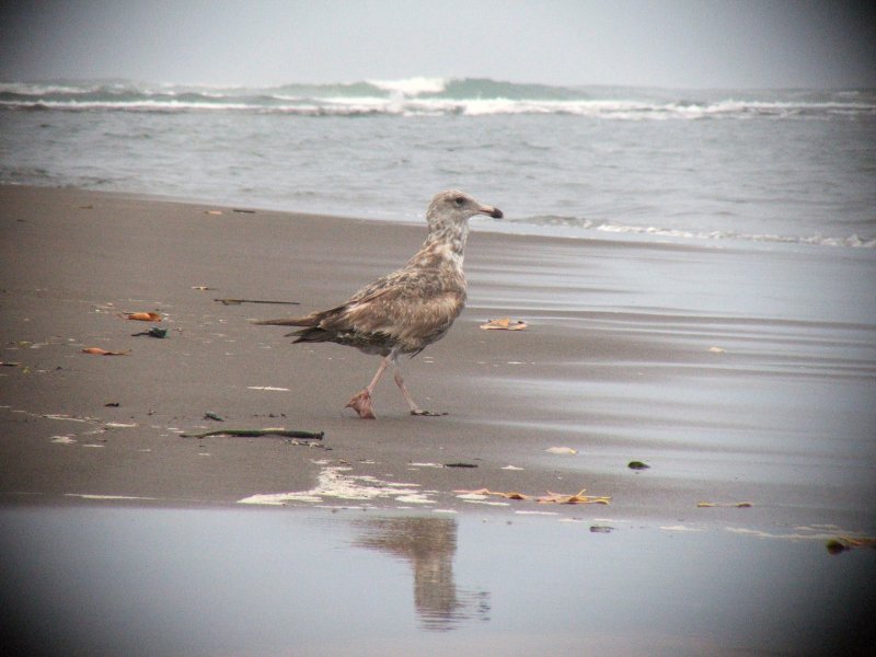 El Salvador Mystery Gulls