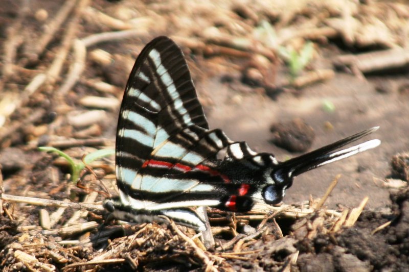 Butterflies of Missouri