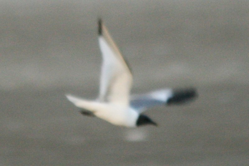 Sabines Gull (ad in flight)