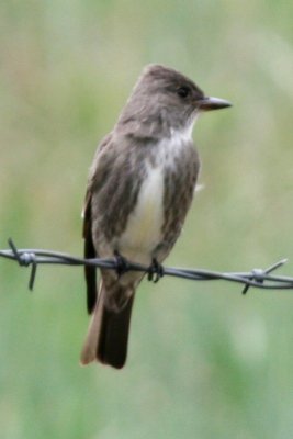 Olive-sided Flycatcher