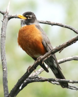 American Robin (adult male)